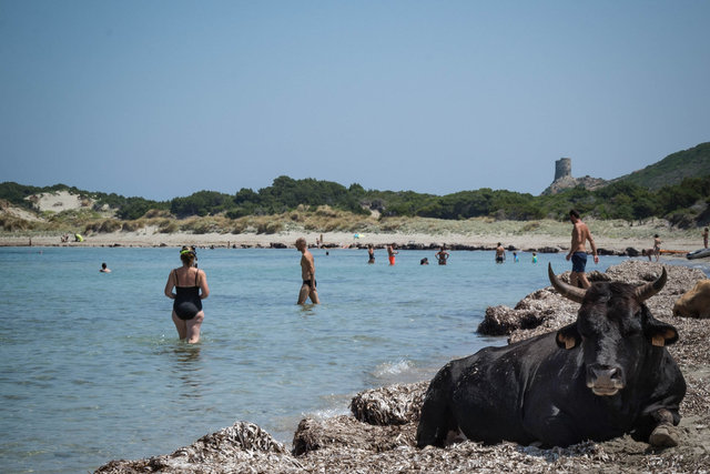 Der Bulle von Barcaggio