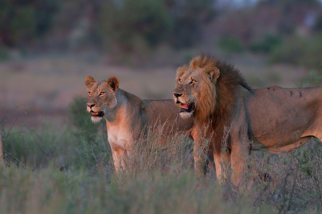 Lions at sunset