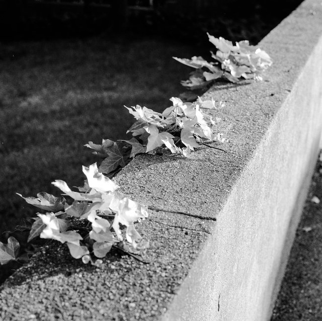 DELAWARE LEAVES