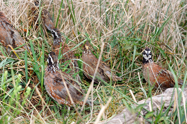 Covey of Northern Bobwhite Quail, southern Ohio