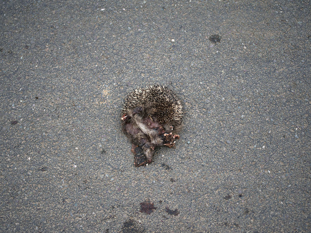 Road Kill, 2017