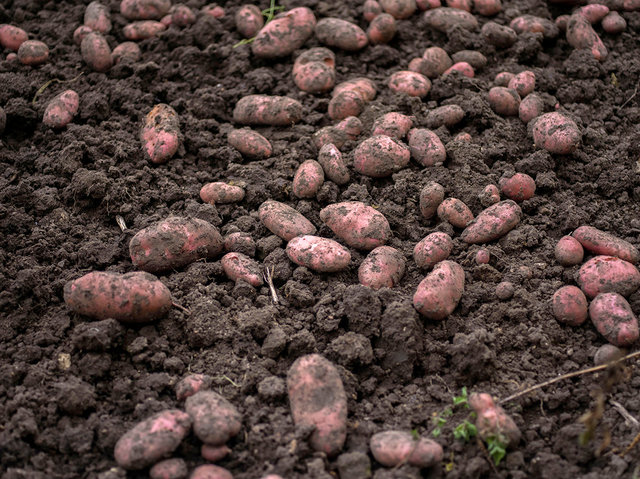 Grandad's Potatoes, 2017