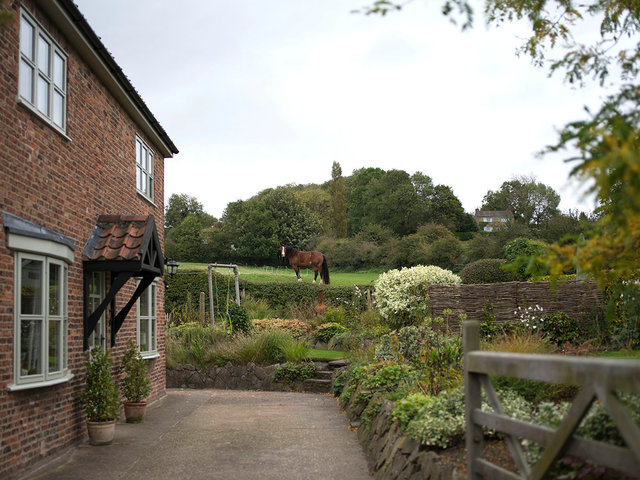 Horse in the Garden, 2017