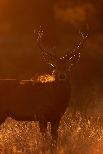 Red Deer Stag