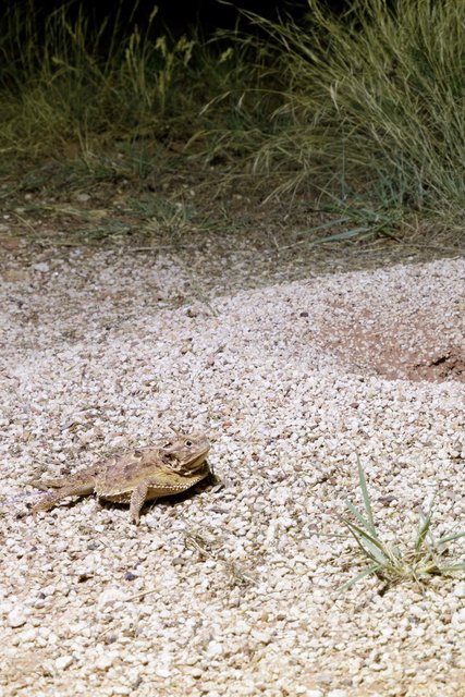 Horned Toad Light Paint 1.jpg