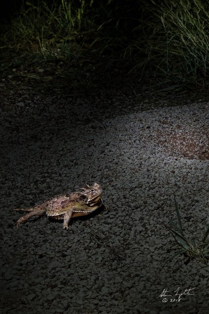 Horned Toad Light Paint 2.jpg