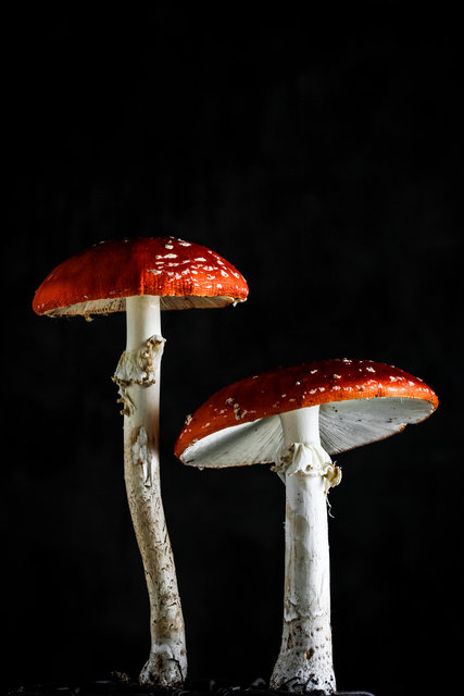 Fungi-185.jpg