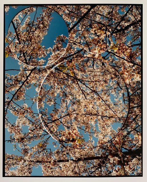 Turbulence, Cherry Blossom (No.3).jpeg