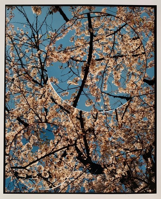 Turbulence, Cherry Blossom (No.2).jpeg
