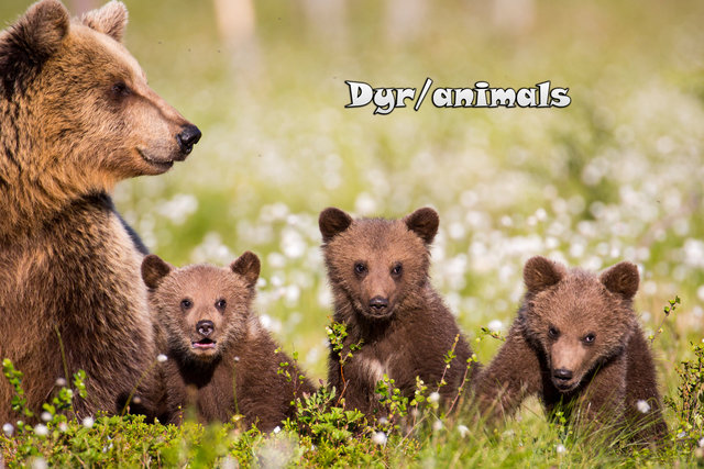 THL_3077 Bjørnebinne med 3 unger-.jpg