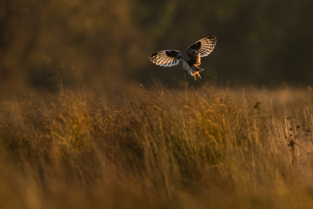 Short-eared Owl