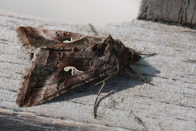 Gamma  (Autographa gamma)