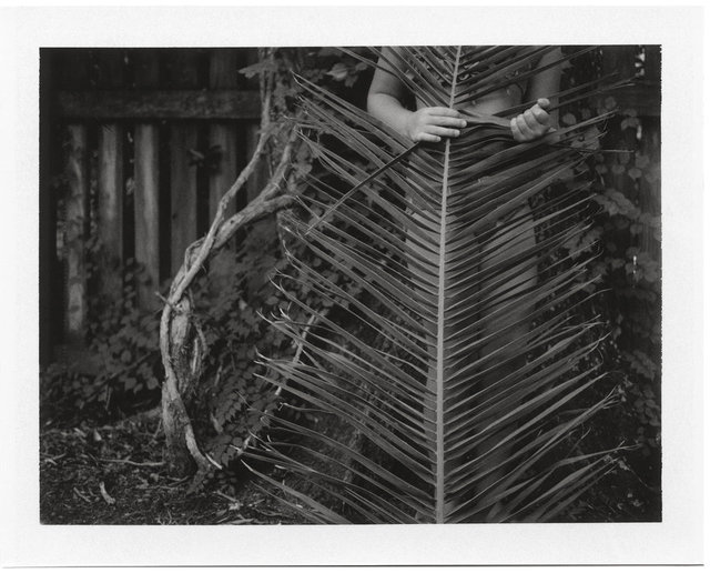 Untitled, Palm Fronds, 2012