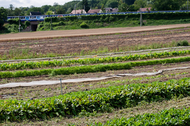 Marché sur l'eau
