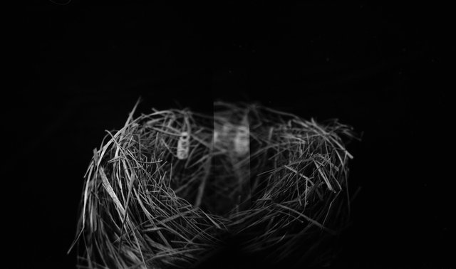 Nest, Henslow's Sparrow (<i>Ammodramus henslowii</i>), Holga 120N, Ilford Delta Pro 100, 2015 