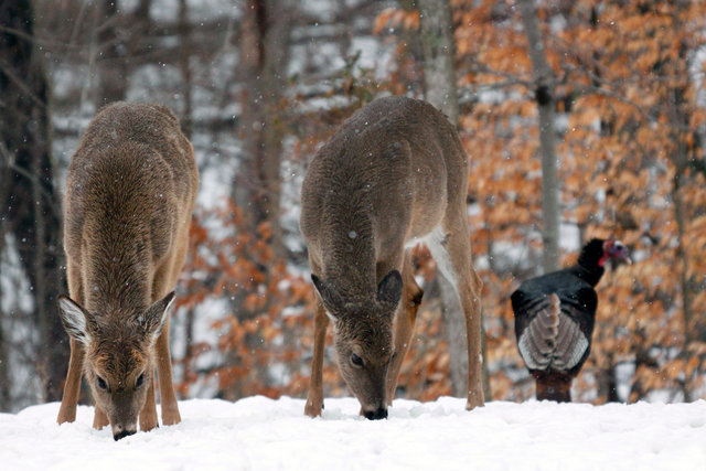 White-tailed Deer and Wild Turkey, early spring, southern Ohio