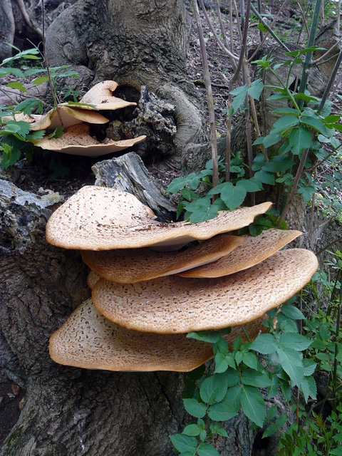 Bracket Fungi Ayot Greenway (3) VB.JPG