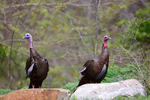 Eastern Wild Turkey, Spring, Ohio