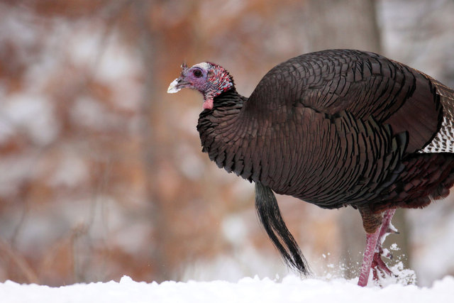 Eastern Wild Turkey, winter, Ohio