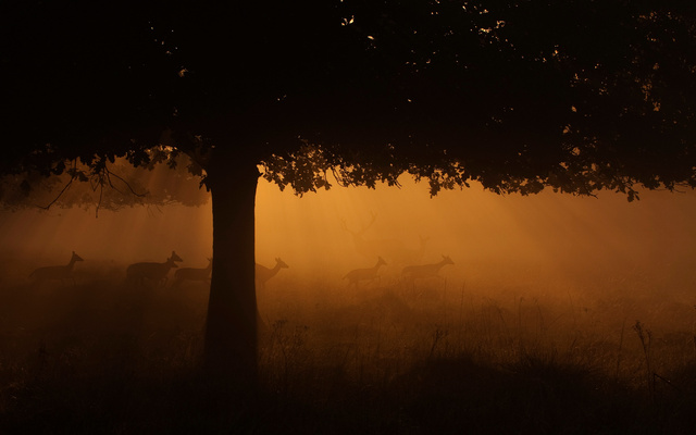 Fallow Deer and Red Deer