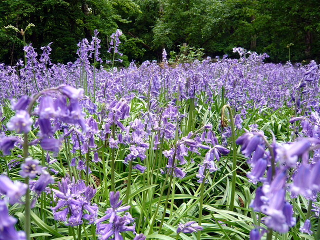 Bluebells near Hunter's Bridge VB.JPG