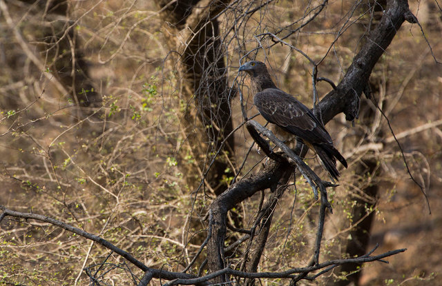 Oriental Honey-buzzard