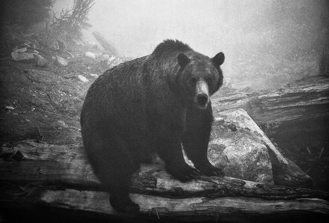 bear05.jpg