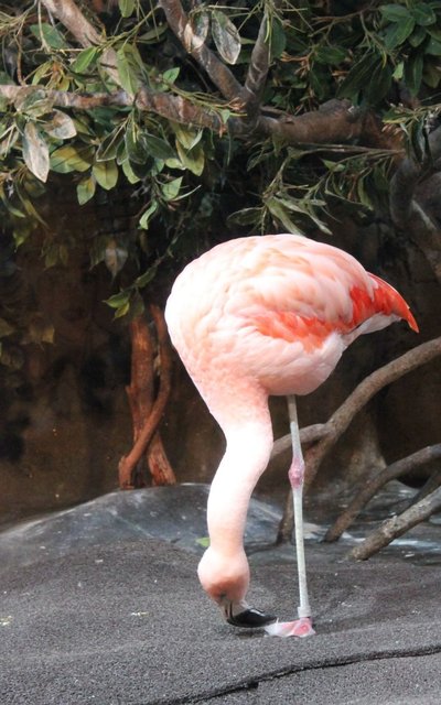 Has Anyone Seen My Other Foot?