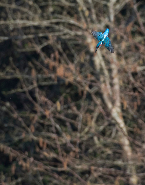 Kingfisher