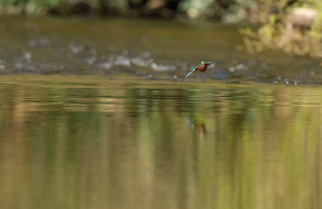 Kingfisher