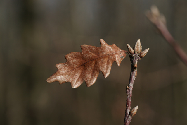 Blatt. Fast waagrecht.