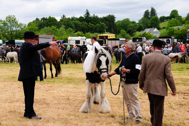 Horse Fair, Spancilhill, Ennis