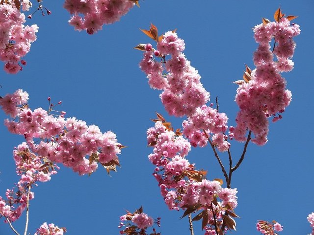 2- Pink Blossom 2015 by Alison Gracie 