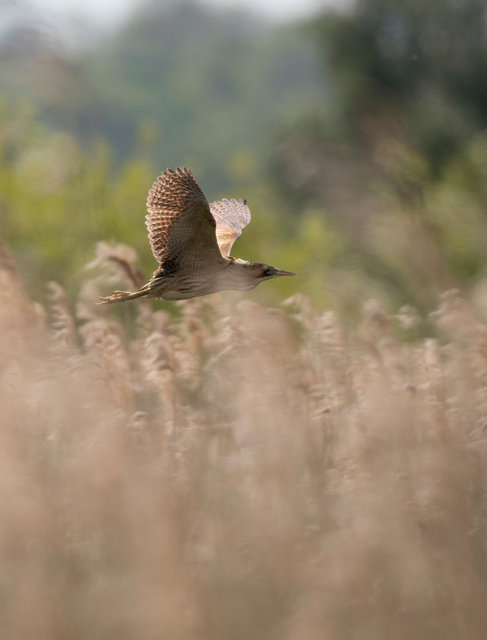 Bittern
