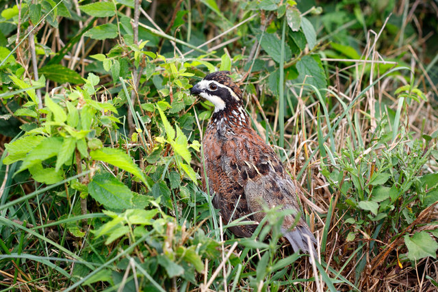 Northern Bobwhite Quail, southern Ohio