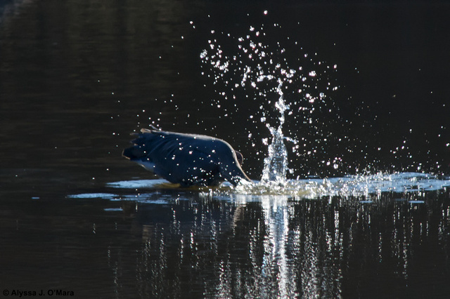 Fishing Heron 1, Southborough, MA