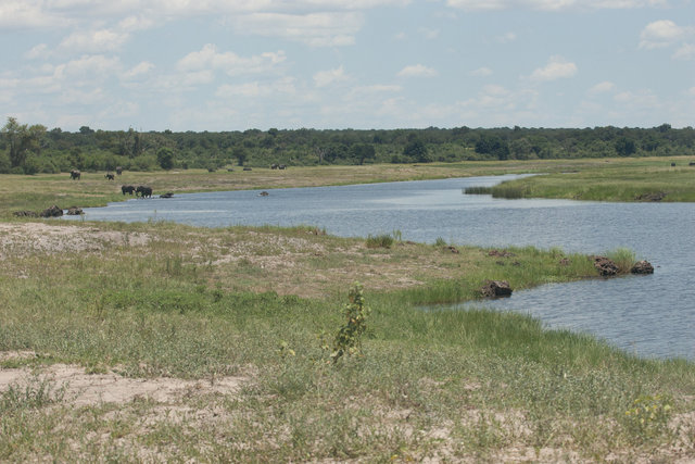 Chobe River