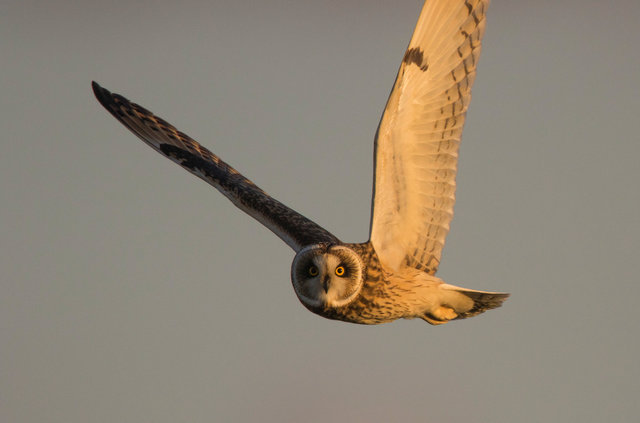 Short-eared Owl