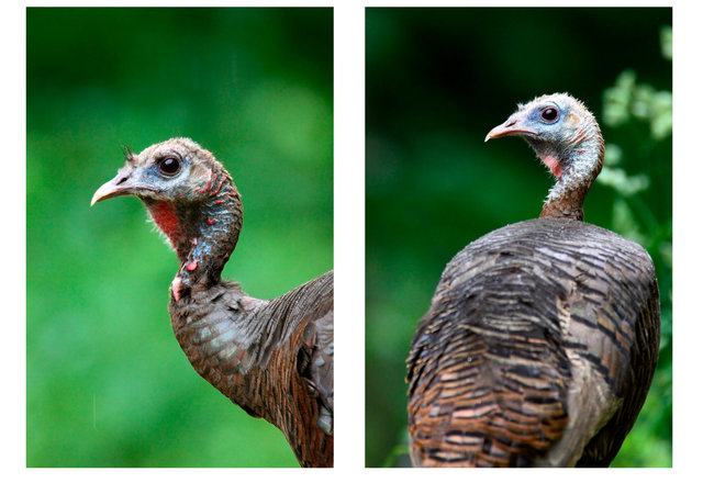 Eastern Wild Turkey, Spring, Ohio