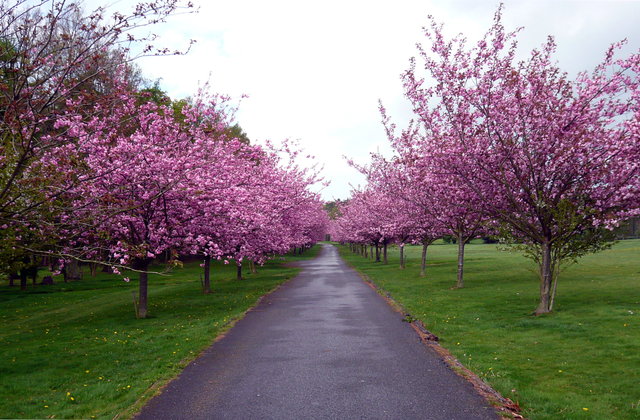 Cherry blossom at Lamerwood (2) VB.JPG