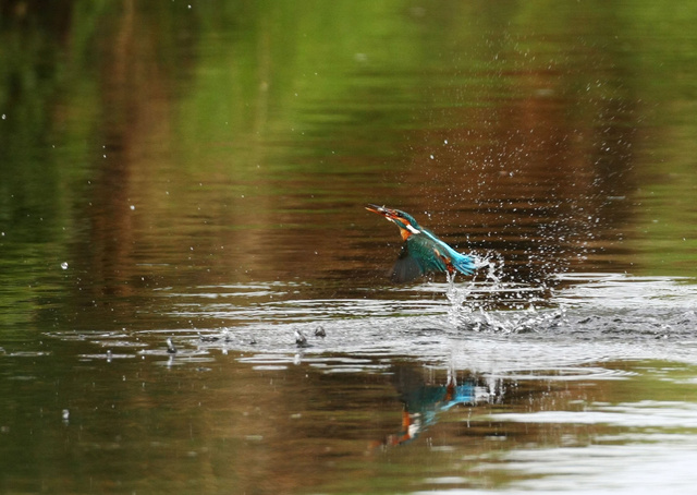 Kingfisher