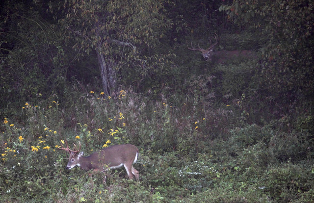 Two white-tailed deer, September, Ohio