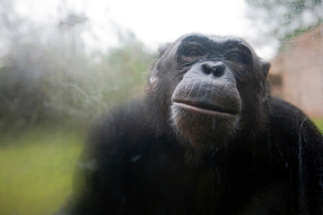Chimpanzee (Pan troglodytes).