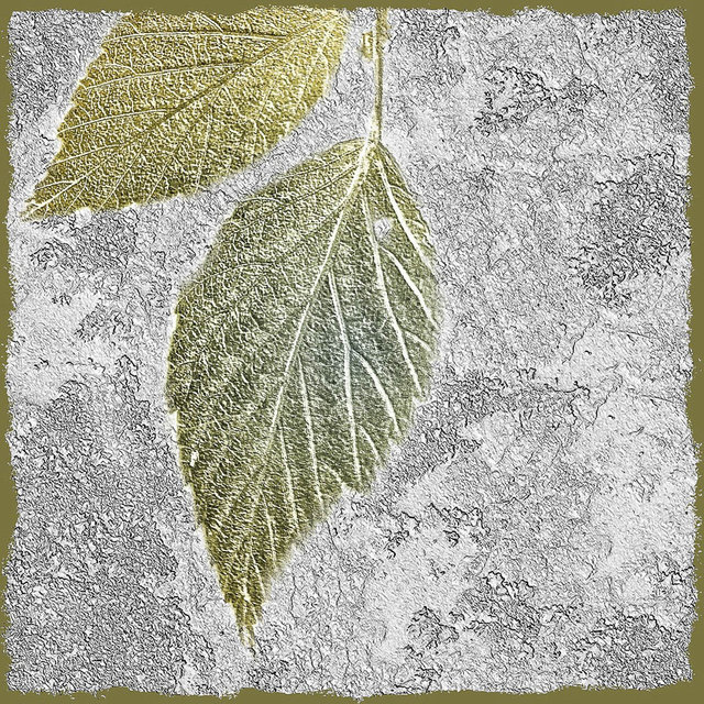 001_Fossil_leaves.jpg
