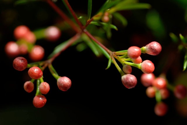 Berries