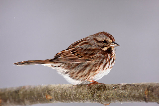 Song Sparrow, Ohio