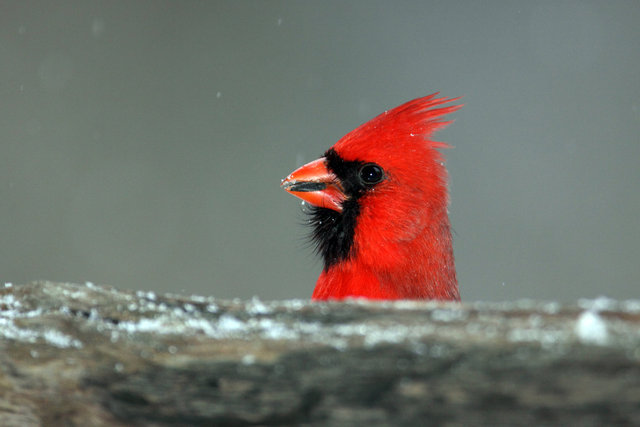 Northern Cardinal (male), winter, Ohio