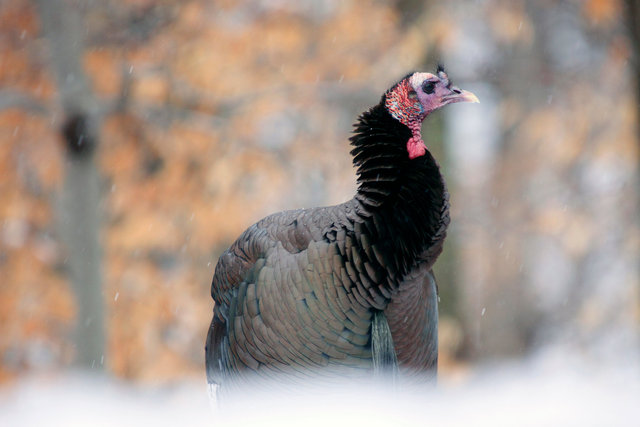 Wild Turkey, early spring, southern Ohio