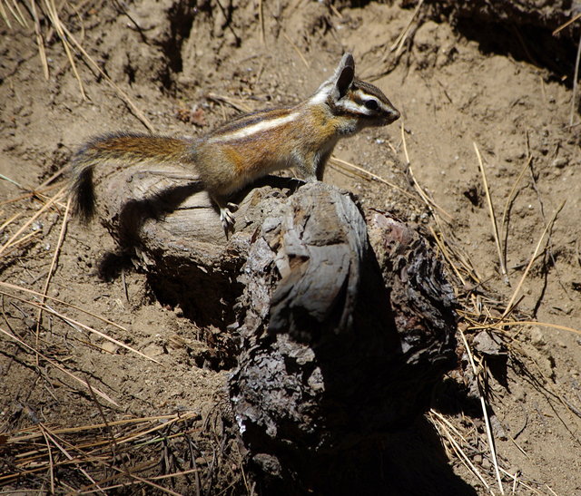 Chipmunks near General Sherman (10) VB.JPG