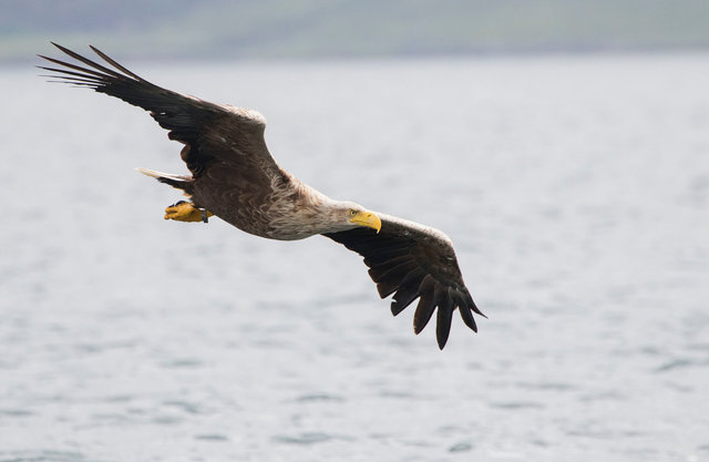 White-tailed eagle